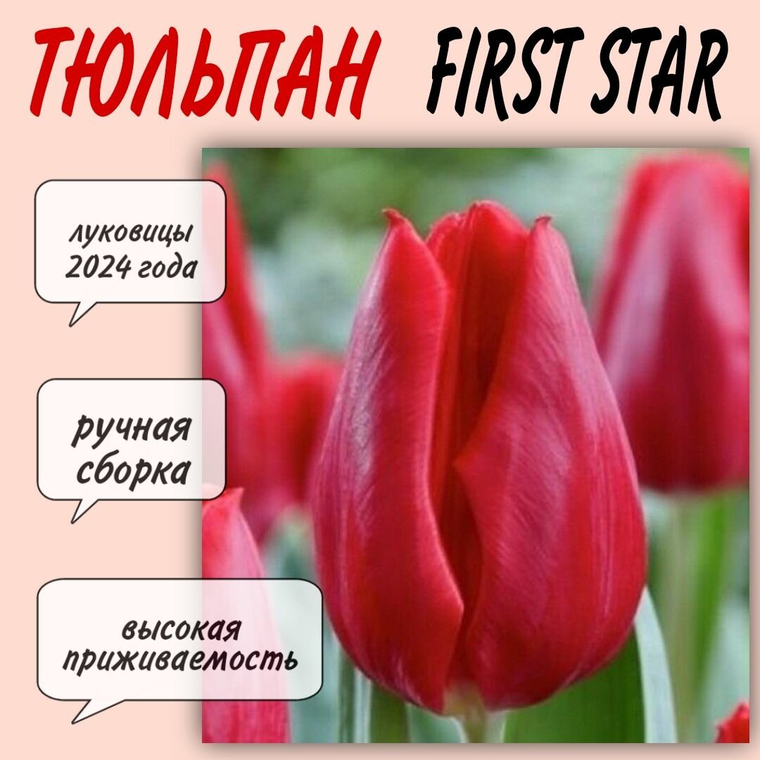 Луковицы тюльпана, сорт "First Star", 3 шт