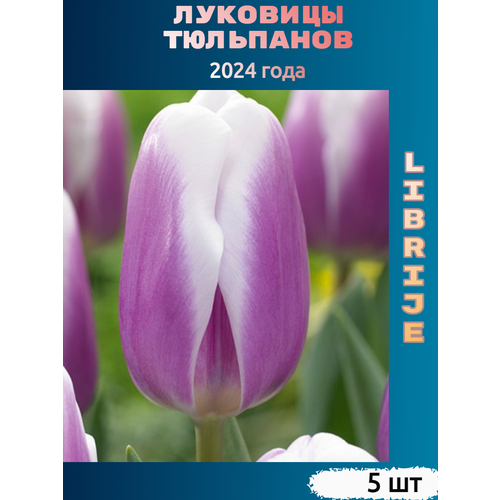 Луковицы тюльпана Librije (5 шт)