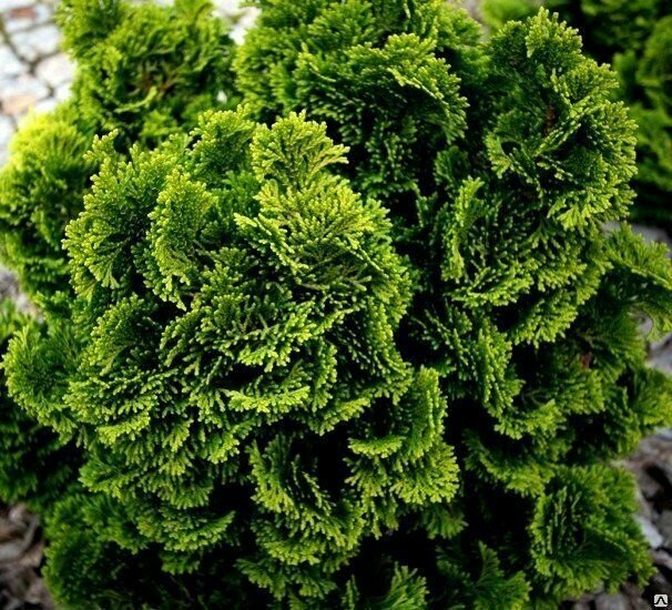 Саженцы Кипарисовик туполистный Жабо Ядори (20-30 см C2 )