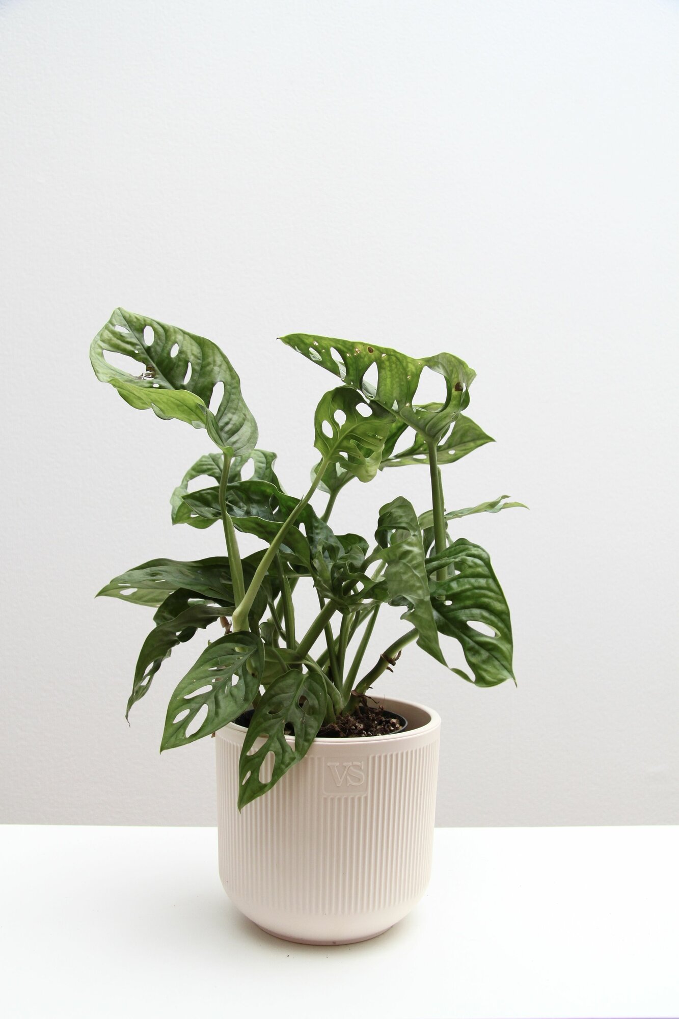 Монстера Обликва Манки Маск в пластиковом кашпо с дренажной системой полива 19 л цвет крем дм 14 см выс 25-35 см