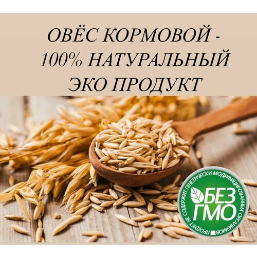 10 кг Овес кормовой - 100% натуральный ЭКО продукт для с/х птицы и животных