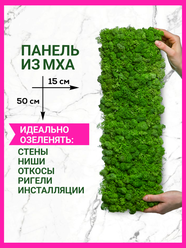 Панно настенное 15х50 мох стабилизированный, панель для стен, декор для дома, на стену, в комнату, декорация настенная