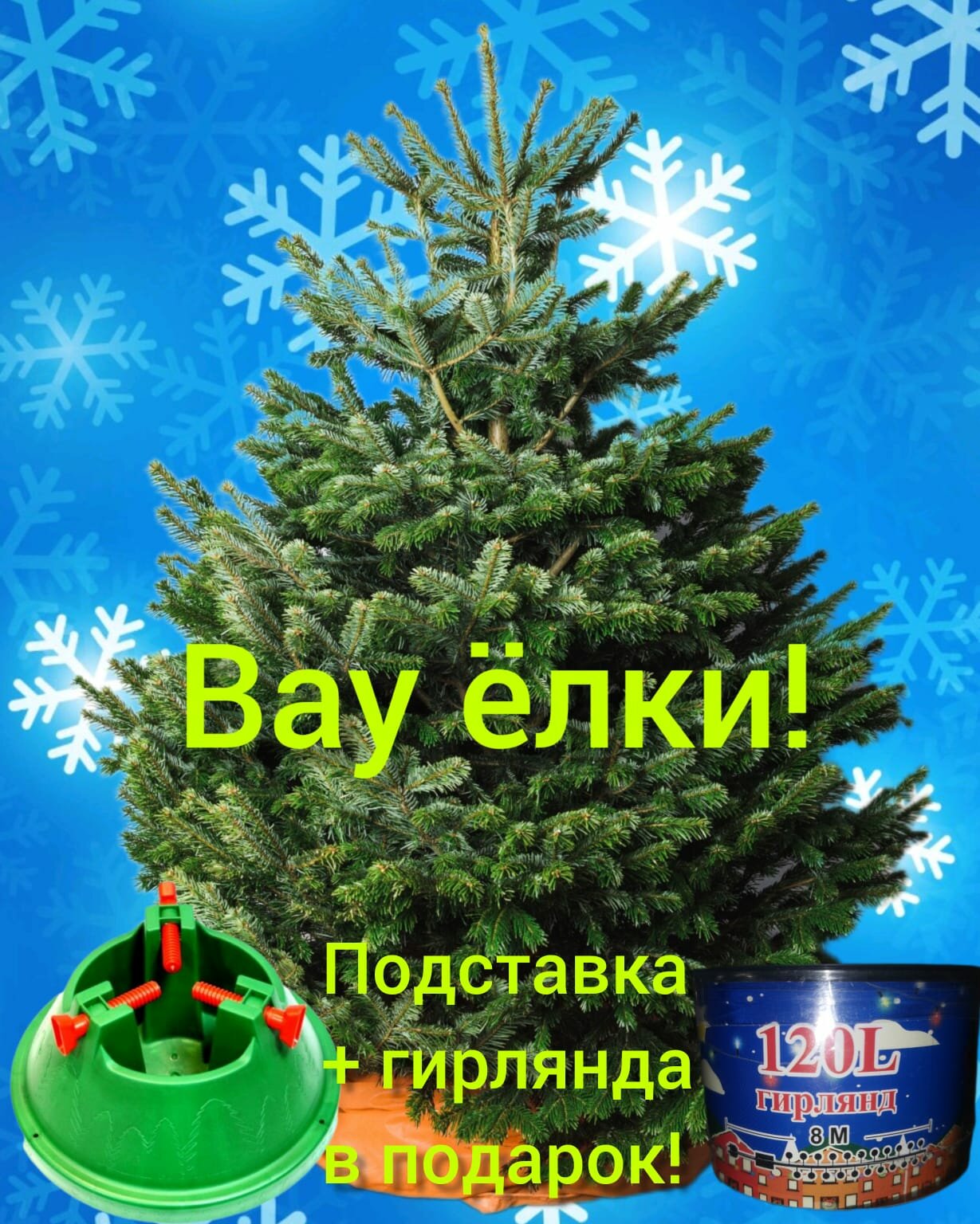 Пихта Нордман 