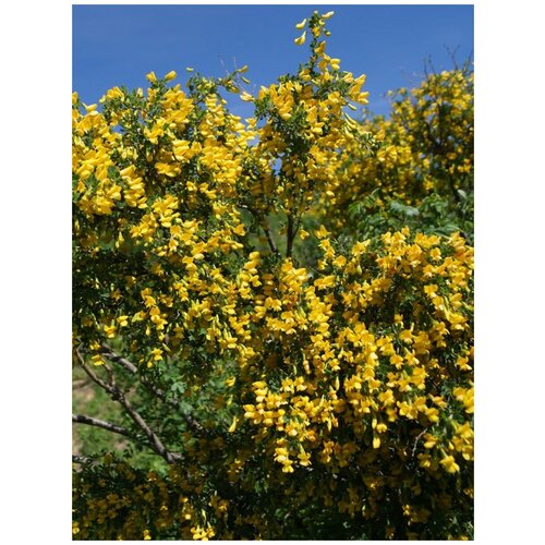 Семена Акация желтая (Caragana arborescens), 20 штук