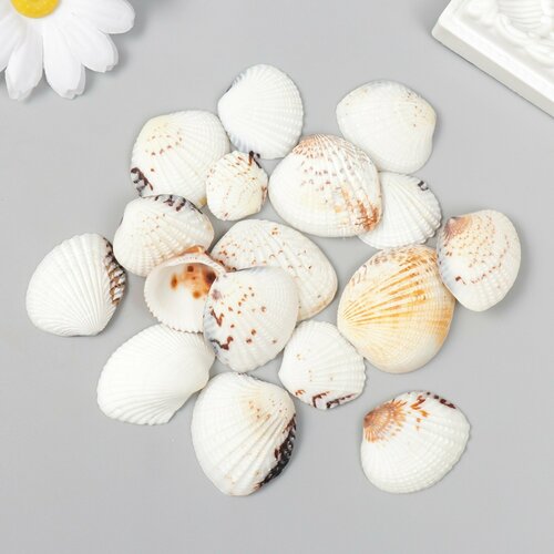 Декоративные ракушки Venus Clam 20 шт 368₽