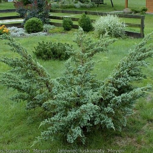 Можжевельник чешуйчатый Мейери / саженец можжевельника можжевельник чешуйчатый мейери 1 шт горшок