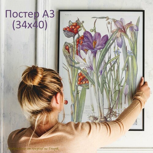 Постер с цветами 30х40 см, крокус, для интерьера и украшения комнаты, декор для дома, в подарок маме, на новоселье, День Рождения
