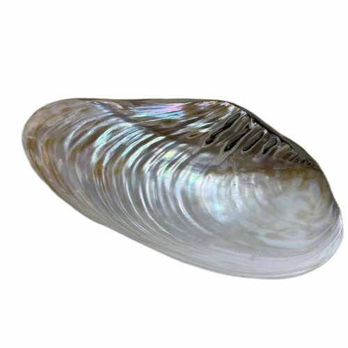 Натуральная морская ракушка Макабебе жемчужный 23 сантиметра