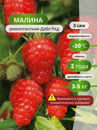 Изображение товара Малина ремонтантная Дабл Ред / 3 шт, малины, морозостойкий, 3 – 5 кг с растения