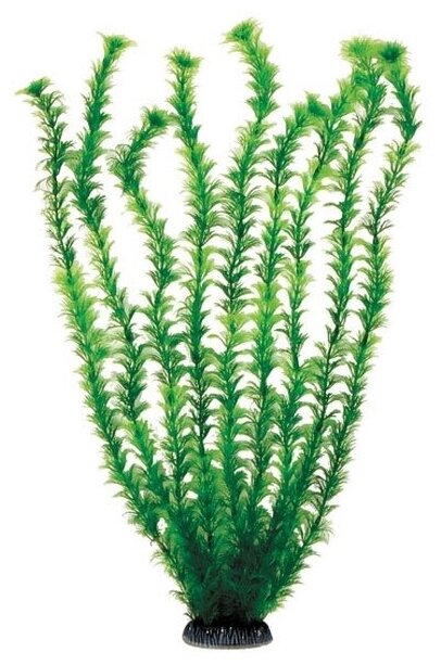 Laguna растение "Амбулия", 500 мм, зеленая