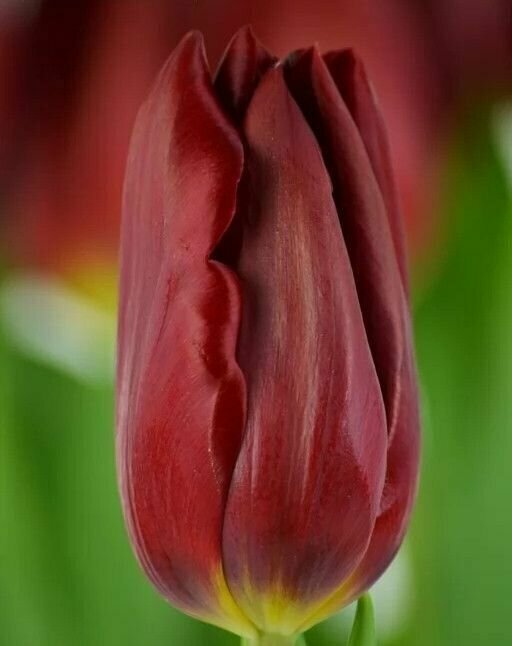 Луковицы тюльпана Strong Love (10шт.) - фотография № 3