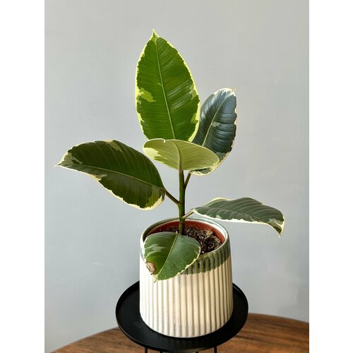 Фикус Тинеке д12