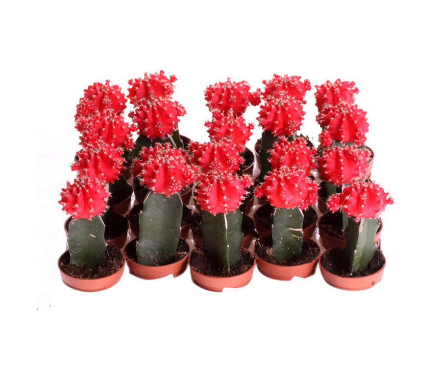 Гимнокалициум Михановича красный - Gymnocalycium D5 H15