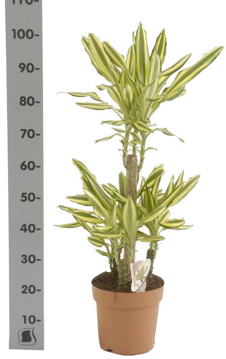 Драцена фрагранс Еллоу Кост - Dracaena fragrans Yellow Coast D21 H100