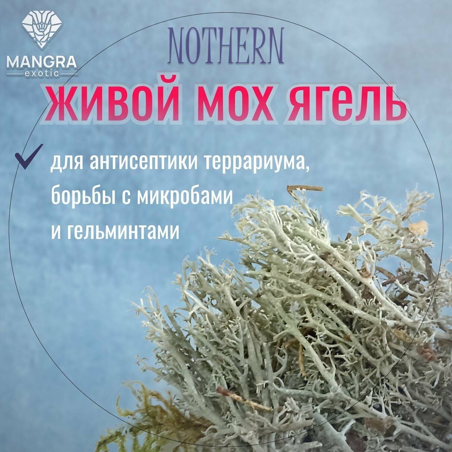 Мох живой MANGRA exotic NOTHERN - ягель, из Северной тайги, для террариума, для рептилий и насекомых, 1000 мл - фотография № 3