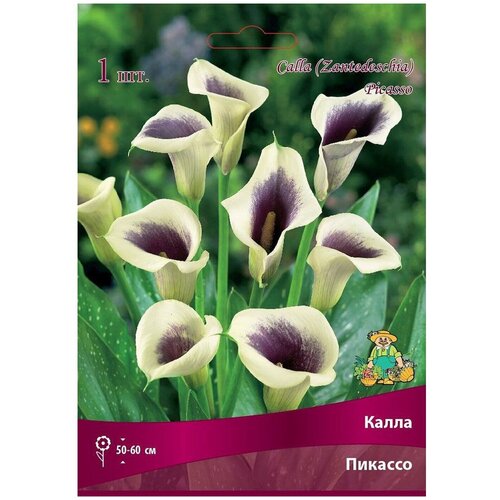 Луковица Калла Пикассо