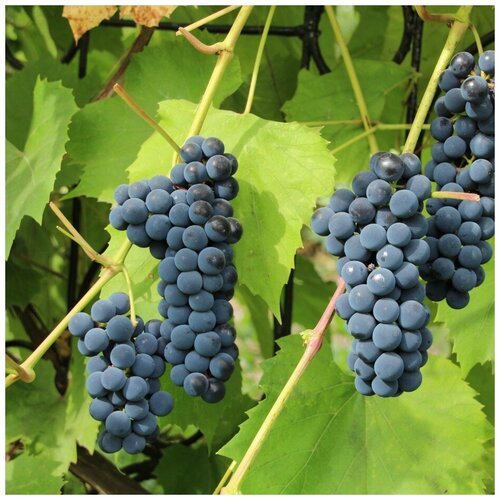 Семена Орешка Чёрный виноград морозостойкий уральский Изабелла 15 шт.
