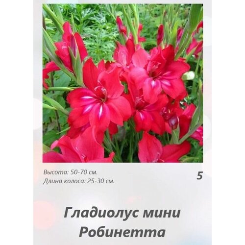 Гладиолус Мини Робинетта 5 шт.