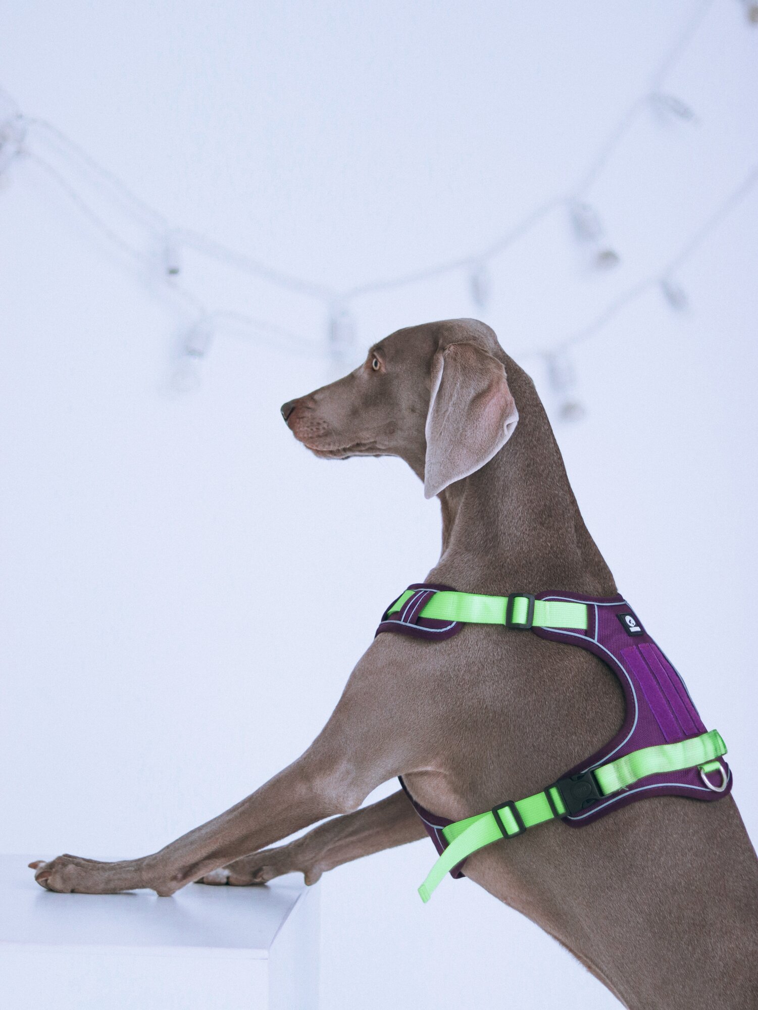 Шлейка фиолетовая S для собак прогулочная Лилуша