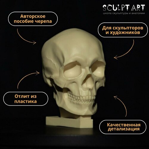 Анатомическое пособие. Пластиковый череп/ Пособие для лепки и моделирования/ Череп для изучения скульптуры и анатомии