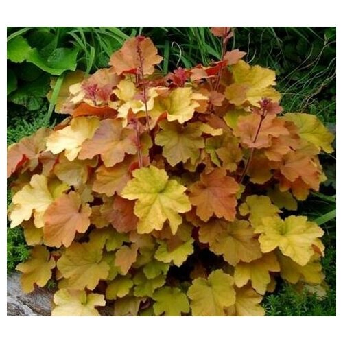 Гейхера Карамель 1 шт.