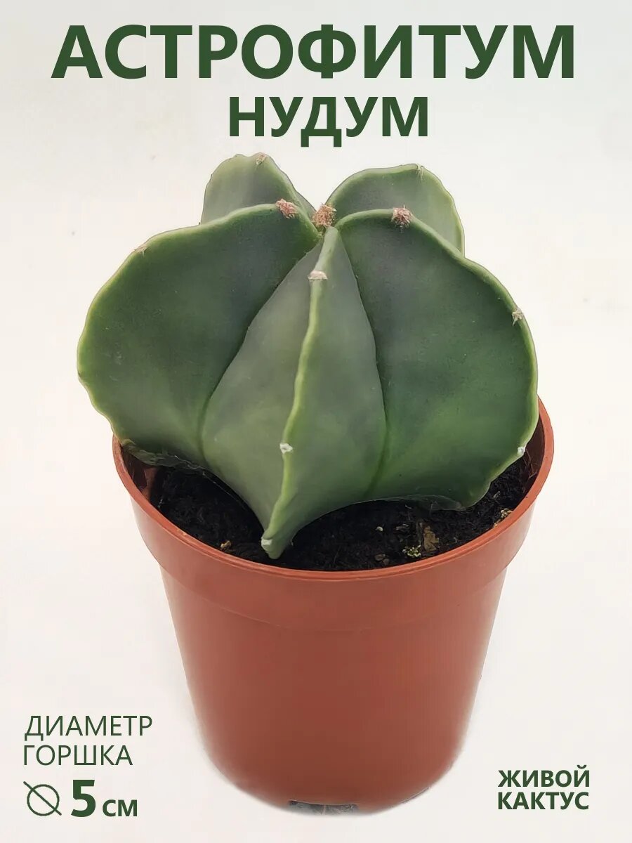 Кактус Астрофитум Мириостигма Нудум (Astrophytum) D-5 см