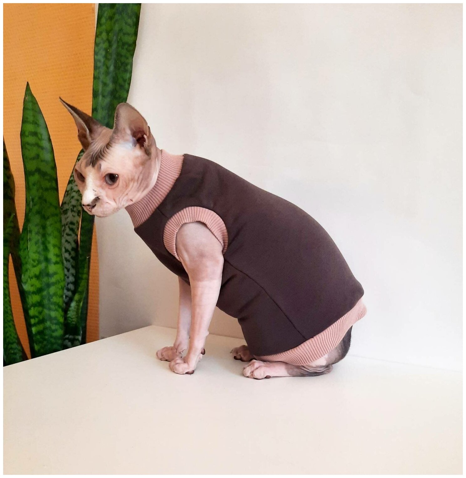 Свитшот для кошек, размер 30 (длина спины 30см), цвет шоколад+беж / толстовка свитшот свитер для кошек сфинкс / одежда для животных - фотография № 4