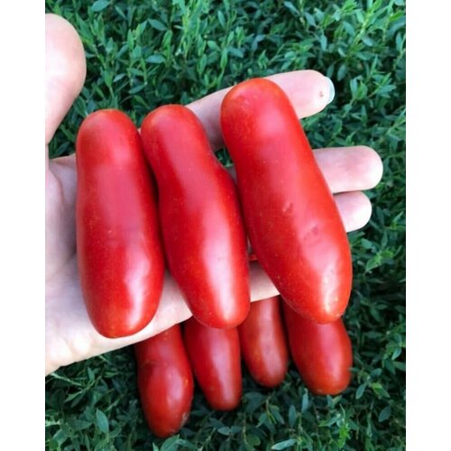 Томат Казанова Семена Раннеспелый урожайный сорт оригинальной формы Мясистый универсального назначения 1 пакет 10 семян 319₽