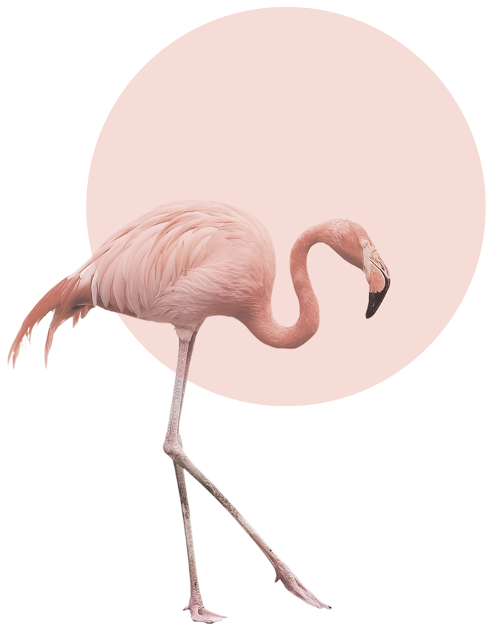 Постер / Плакат / Картина на холсте Фламинго