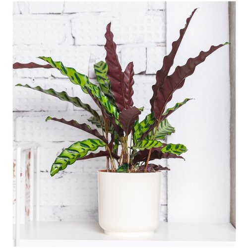 Калатея Лансифолия, высота 50 см, пересаженное комнатное растение в бежевое кашпо