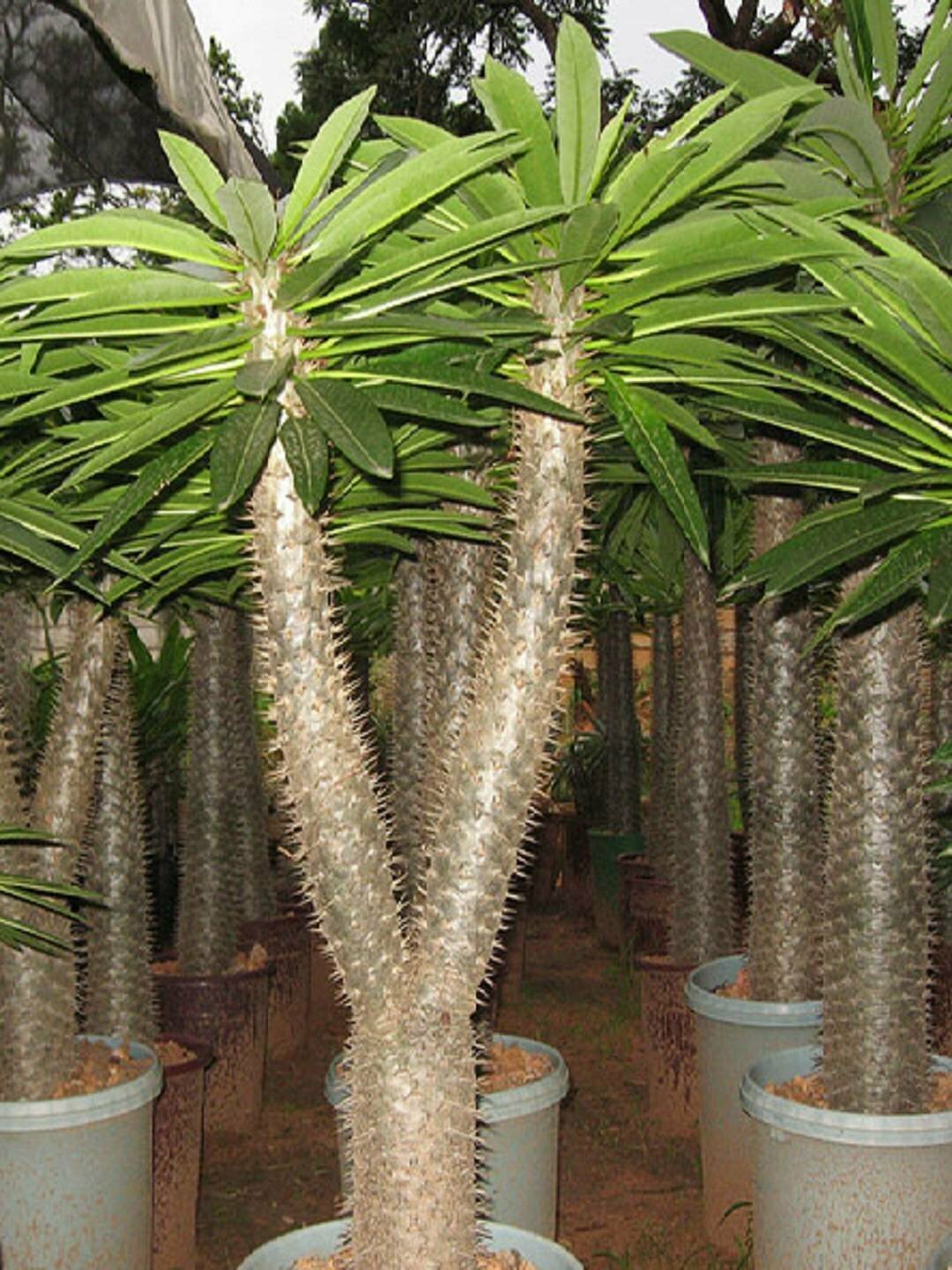 Пахиподиум Ламера (мадагаскарская пальма) комнатное растение, семена