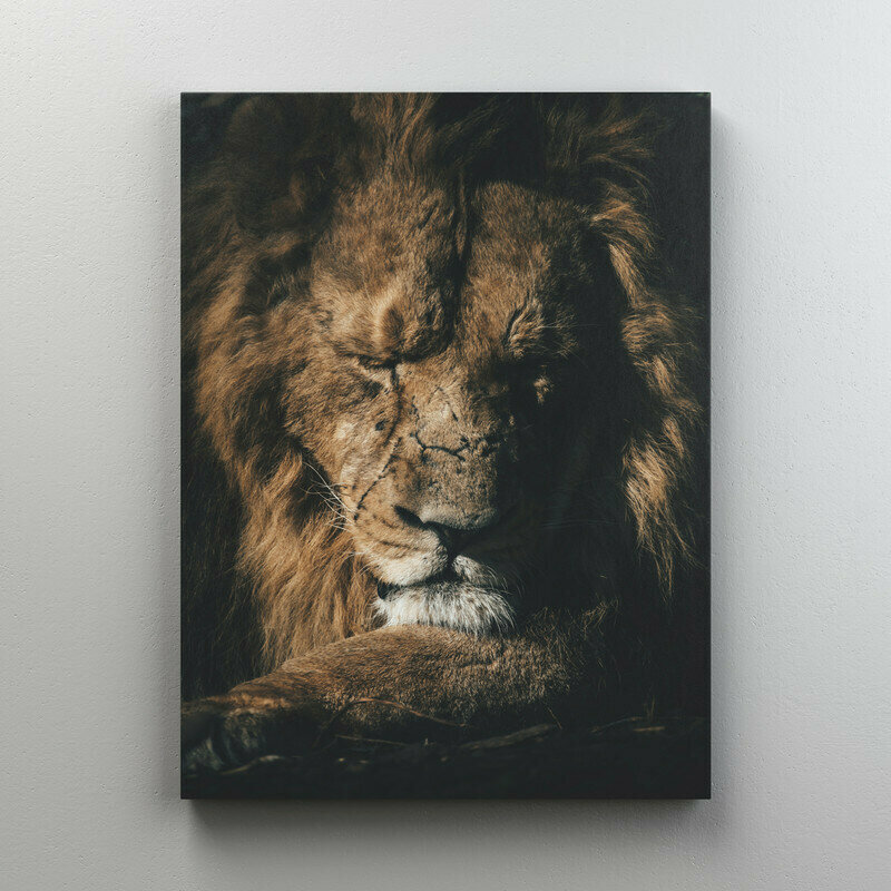 Интерьерная картина на холсте "Лев на отдыхе" размер 45x60 см