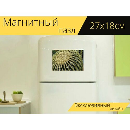 Магнитный пазл Кактус, мяч кактус, эхинокактус на холодильник 27 x 18 см.