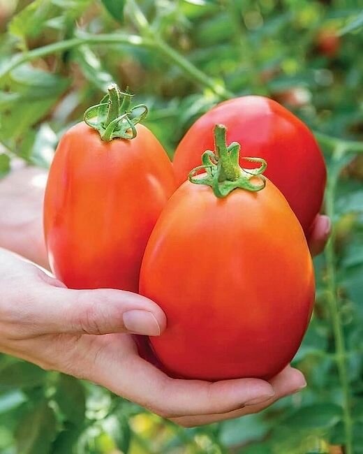 Коллекционные семена томата Испанский гигант