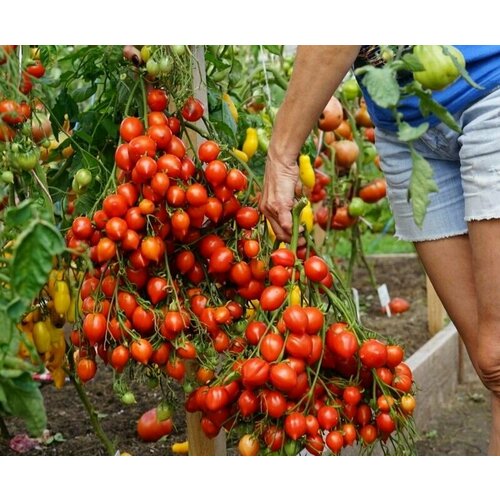 Коллекционные семена томата Поцелуй герани