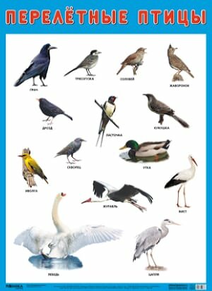 НаглядныеПособия Плакат. Перелетные птицы (440*590мм), (Мозаика-Синтез, 2023), Л