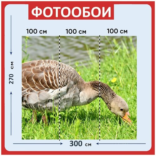 Фотообои Гусь серый гусь дикий гусь 300x270 см флизелиновыена стену 3970₽