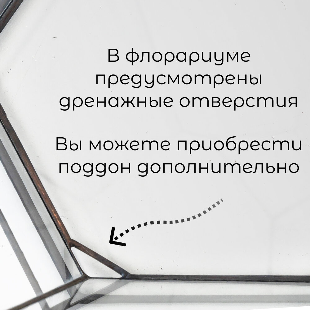 Флорариум с живым деревом, Мирсина африканская, высота композиции 50 см "Маяк" — фото 1