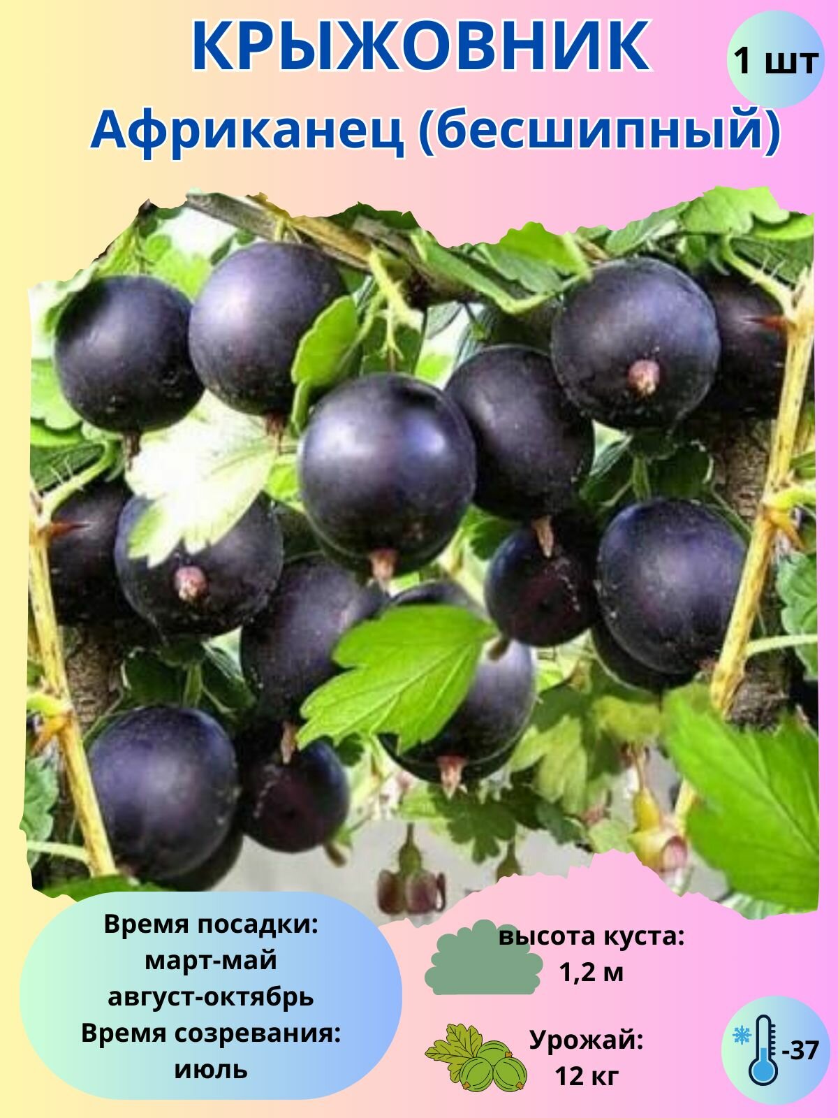 Крыжовник Африканец, ягодный кустарник