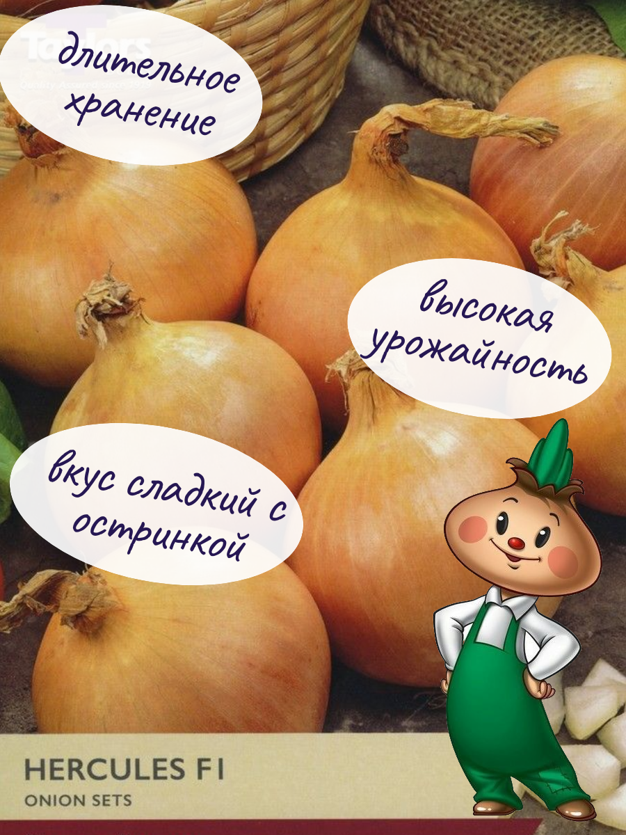 Изображение Лук севок Геркулес 1кг для посадки весной на репку, для зелени