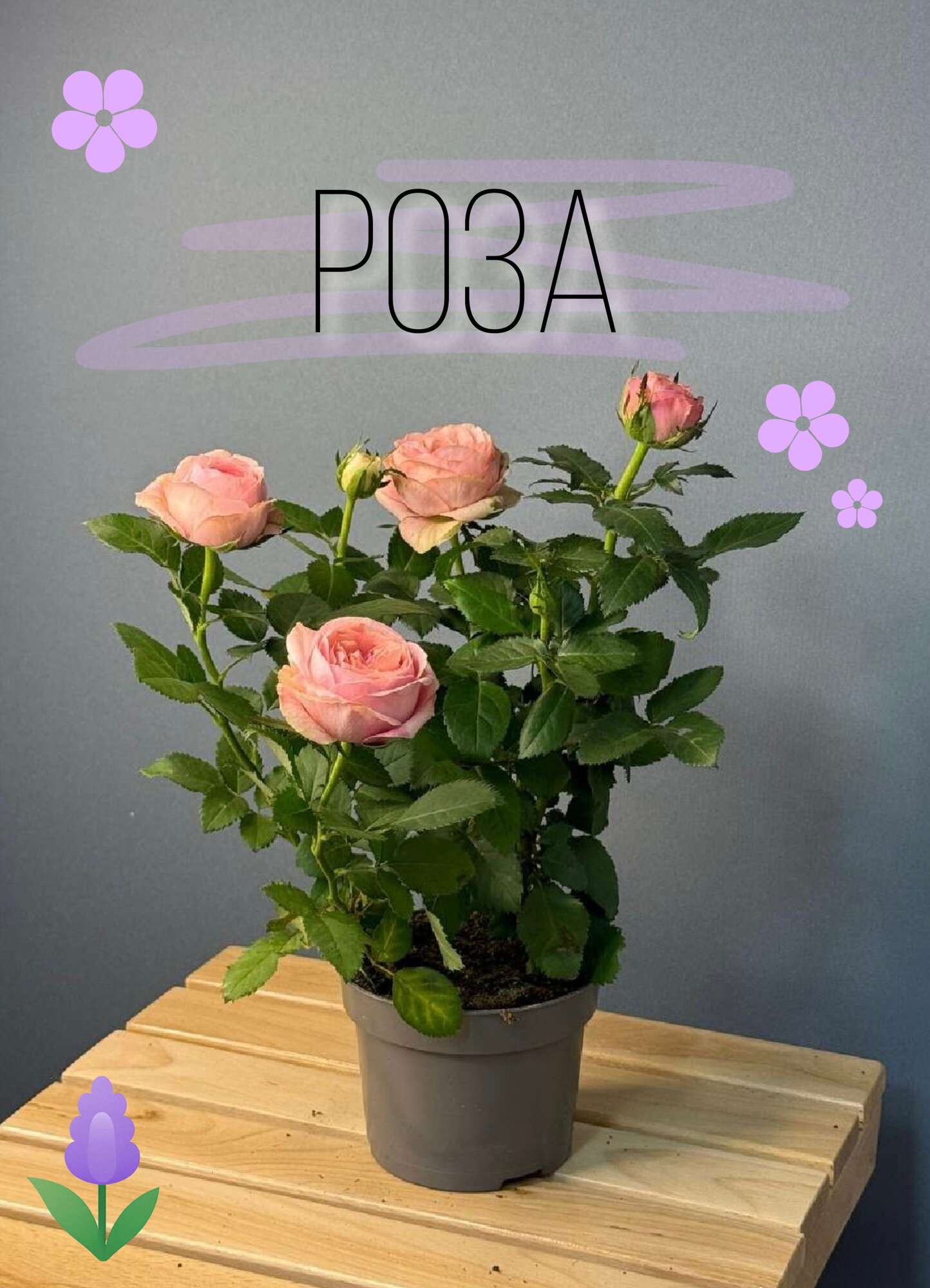 Кустовая роза с нежно розовыми цветами   элегантное цветущее растение для подарков и украшения интерьера