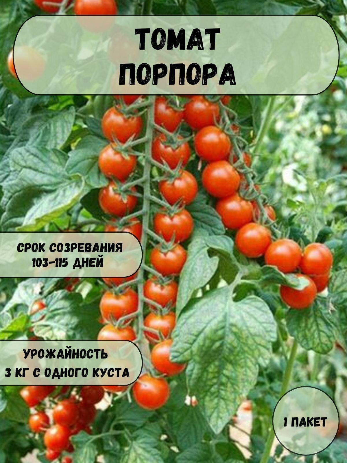 Коллекционные семена томата Порпора семена 10 шт