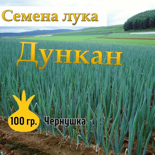 Семена лука чернушка Дункан,100гр