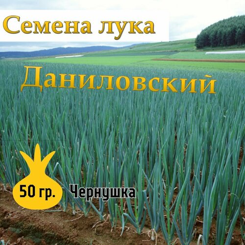 Семена лука чернушка Даниловский,50гр