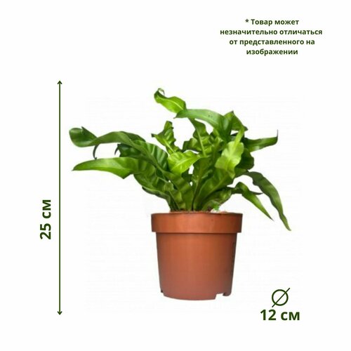 Асплениум Антикум Хуррикан 12/25