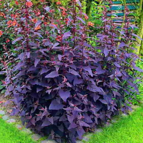 Семена лебеды садовой Фиолетовой Аэлита 