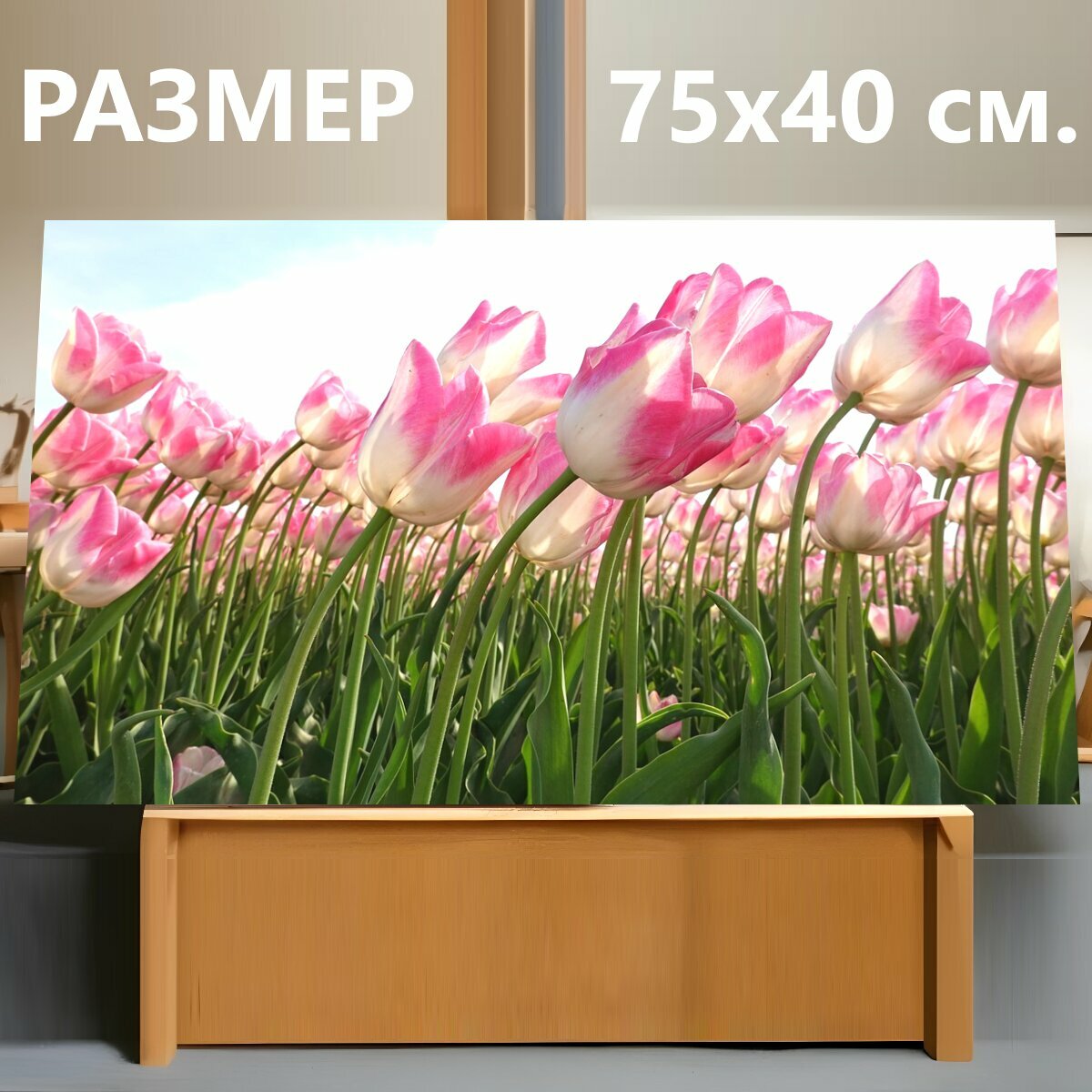 Картина на холсте "Тюльпаны, розовый, поля тюльпанов" на подрамнике 75х40 см. для интерьера