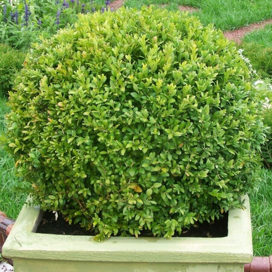 Семена Самшит китайский мелколистный (Buxus sinica) 10 штук