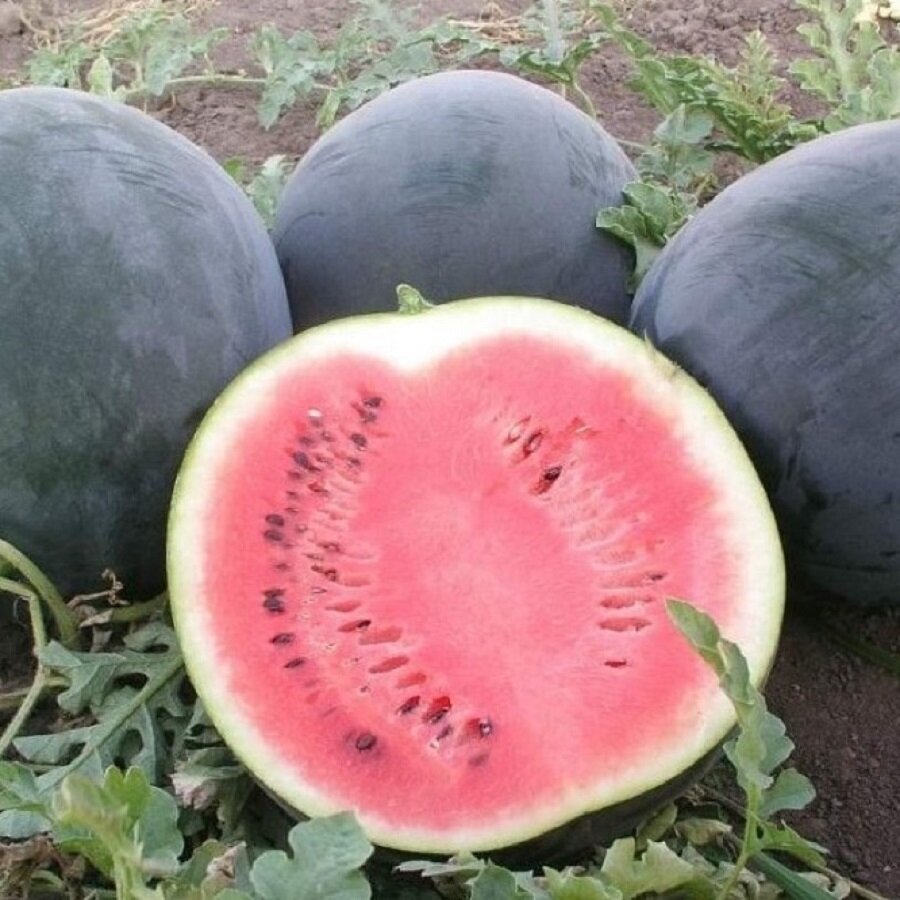 Семена Deodar SEEDS COMPANY Арбуз Шуга Бейби 10 шт.