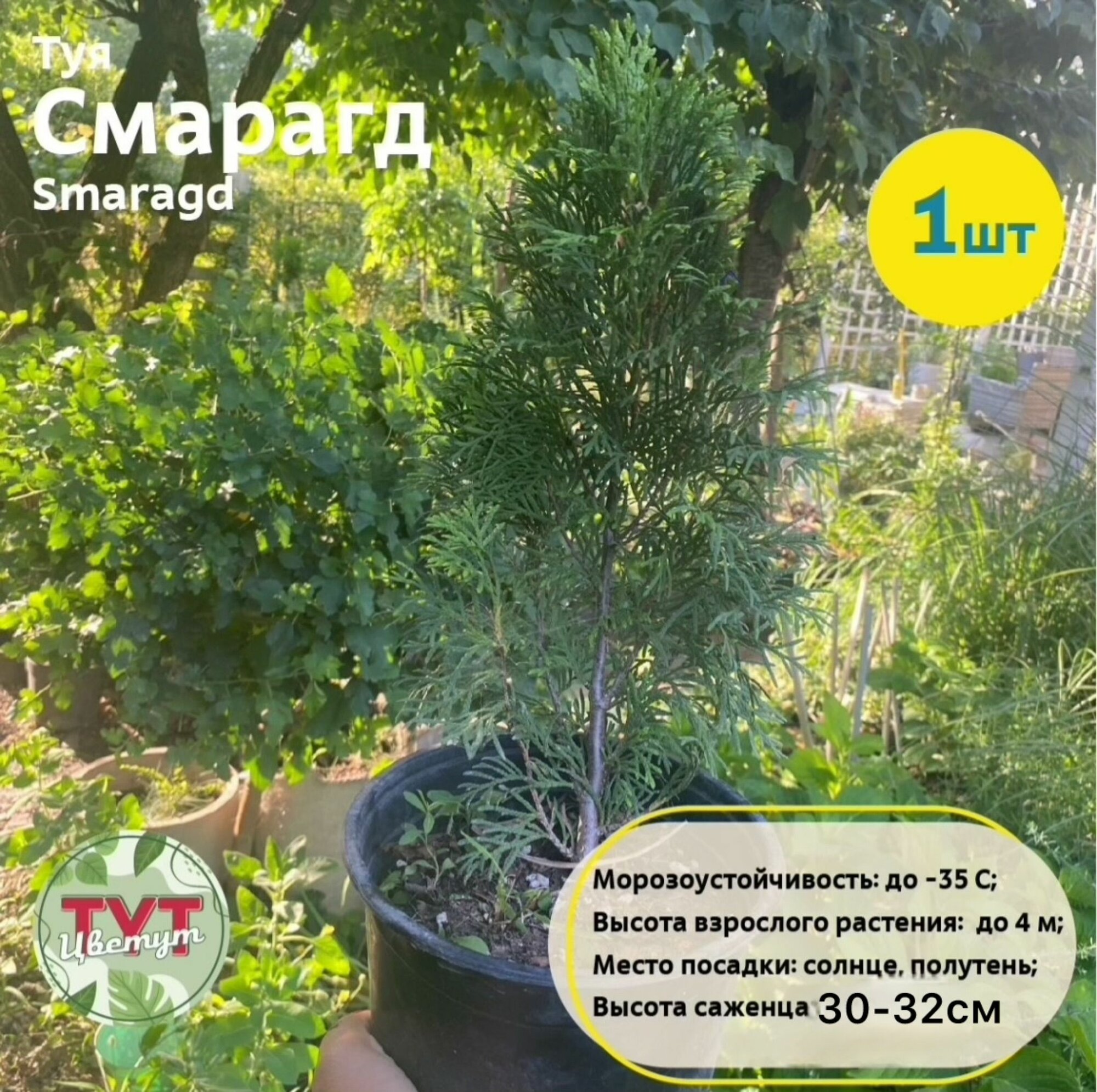 Туя западная Смарагд (Smaragd) высота саженца 30-32см.